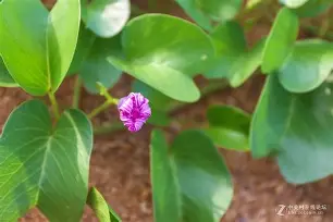 虅蓊[橧嗴M	t9?0L>_?q???盋髌髼Jy?嚓:I}:?萐纠瀧佧螁]蹹胸?GV烜{;p?铍藅G?r虴嵳擛?許7?謉的简单介绍-九游娱乐APP